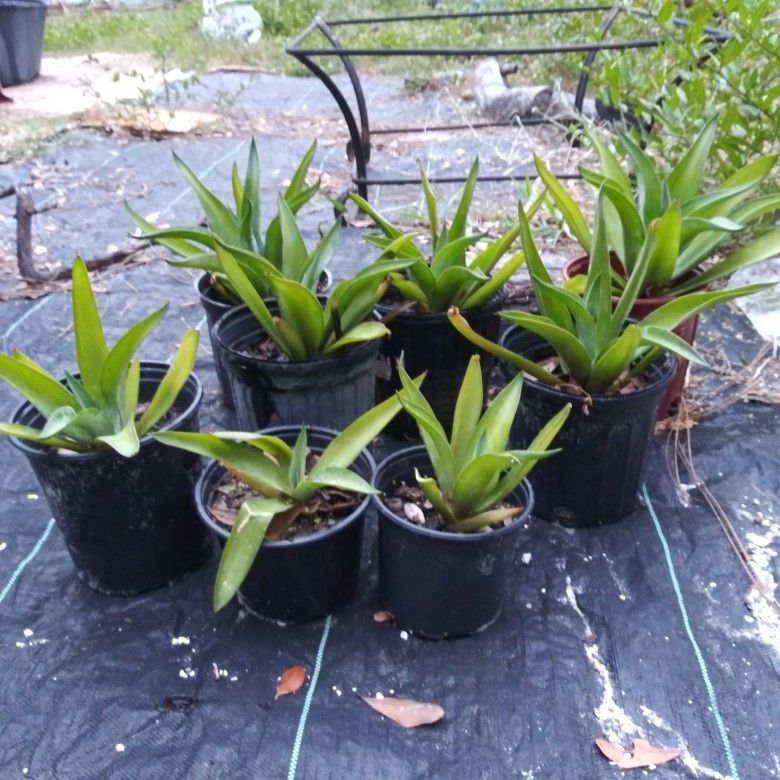 Agave Plants For Sale In Pots