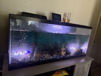 Fish tank