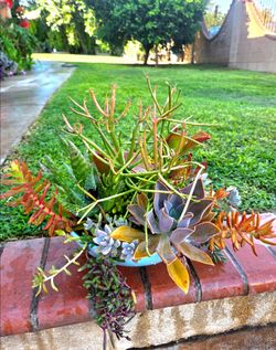 Decoration Suculents Plants Mix