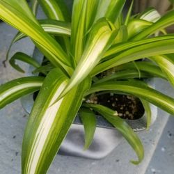Chlorophytum (Spider Plant) each $25