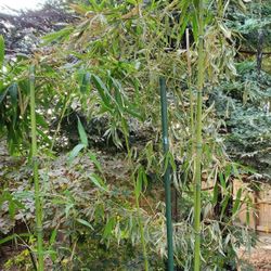 Large bamboo plants for sale.   $35