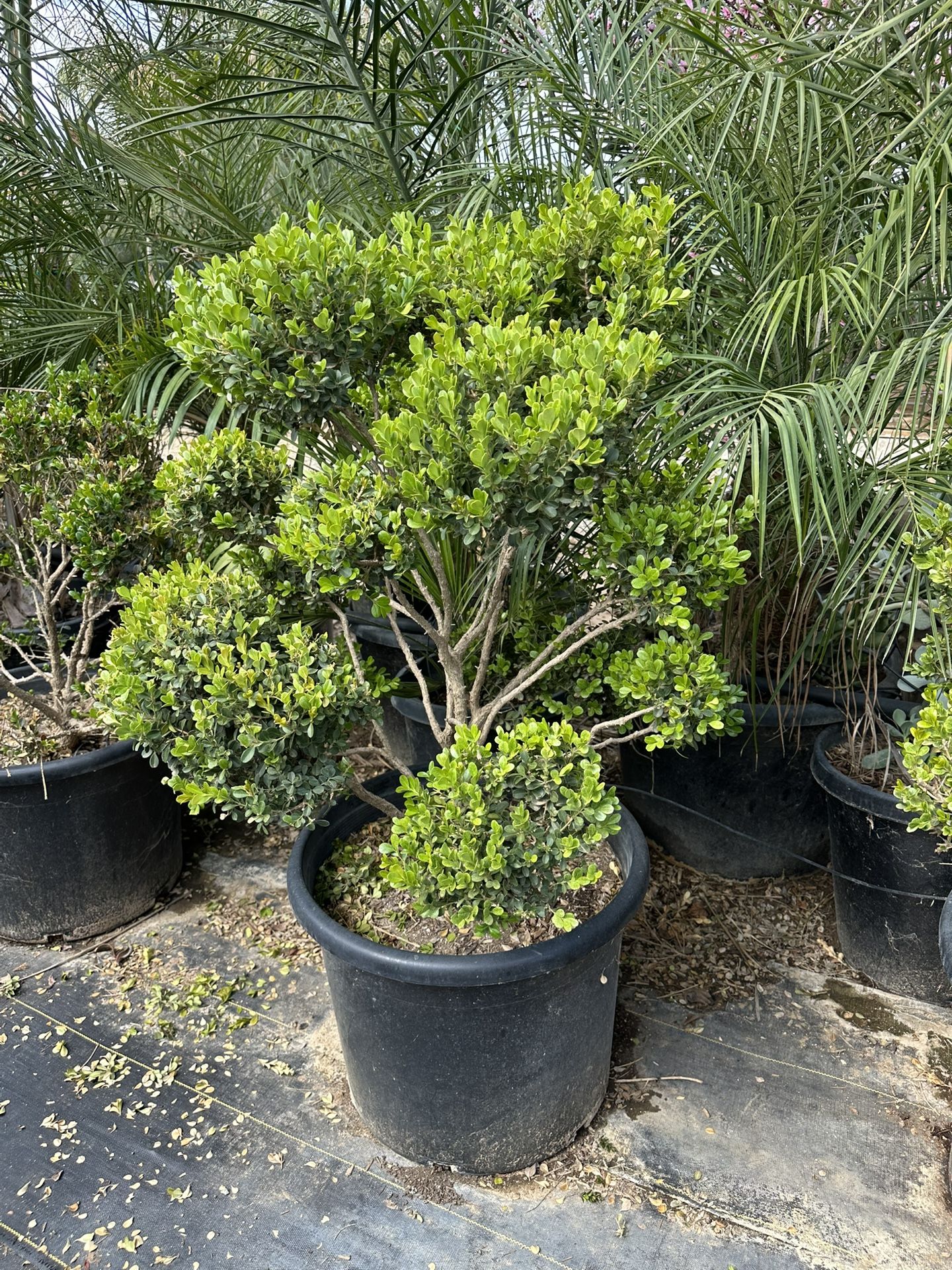 Japanese Boxwood Topiary Bonsai 15g