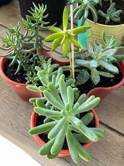 Succulent Plants $7