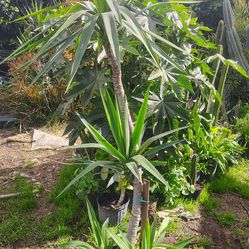 Yucca tree plant