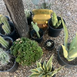 More Plants!!! Waddell Area 