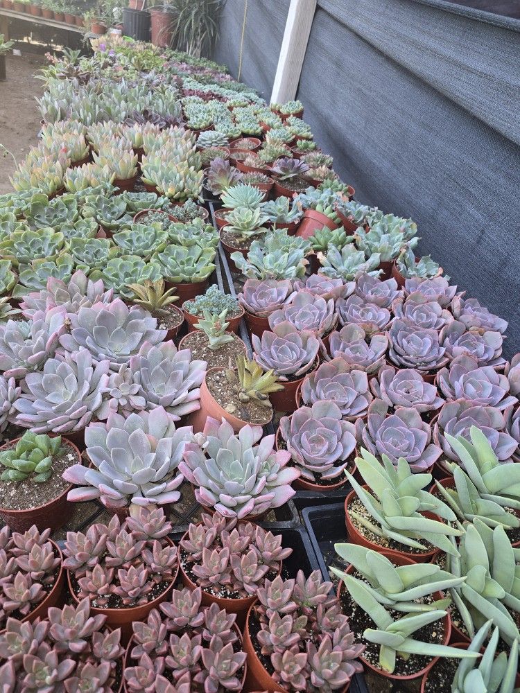 Echeverias & Succulent