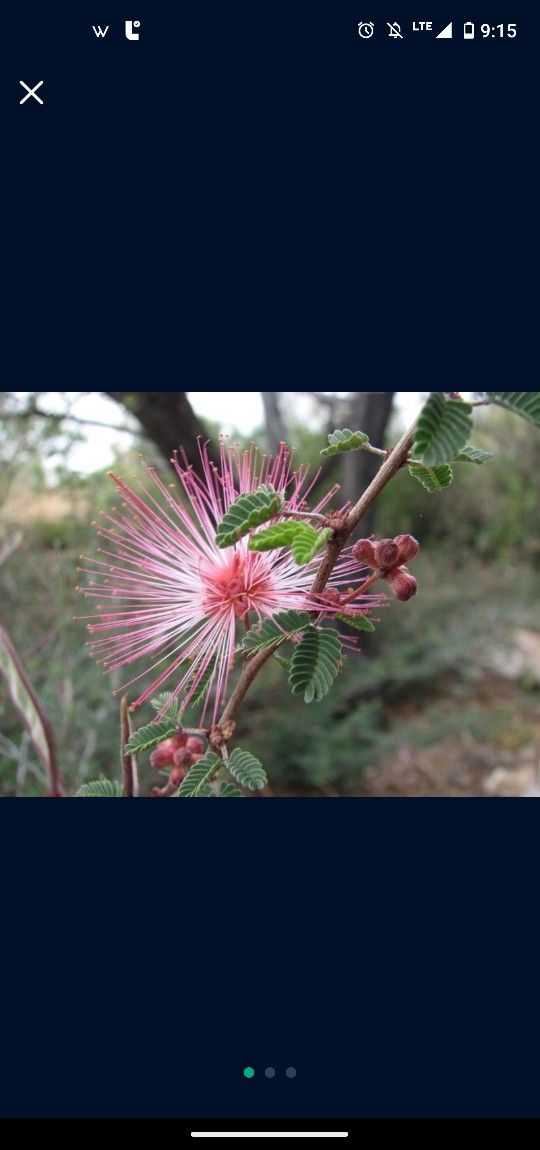 Pink Fairy Duster Desert Plant/Tree