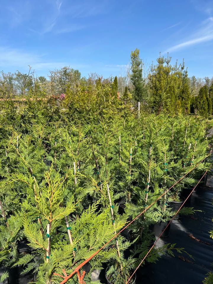 3-4’ Potted Leyland Cypress Trees