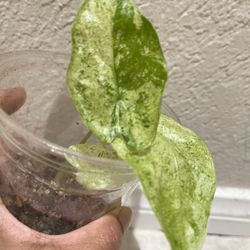 Variegated Alocasia/ Batik Alocasia