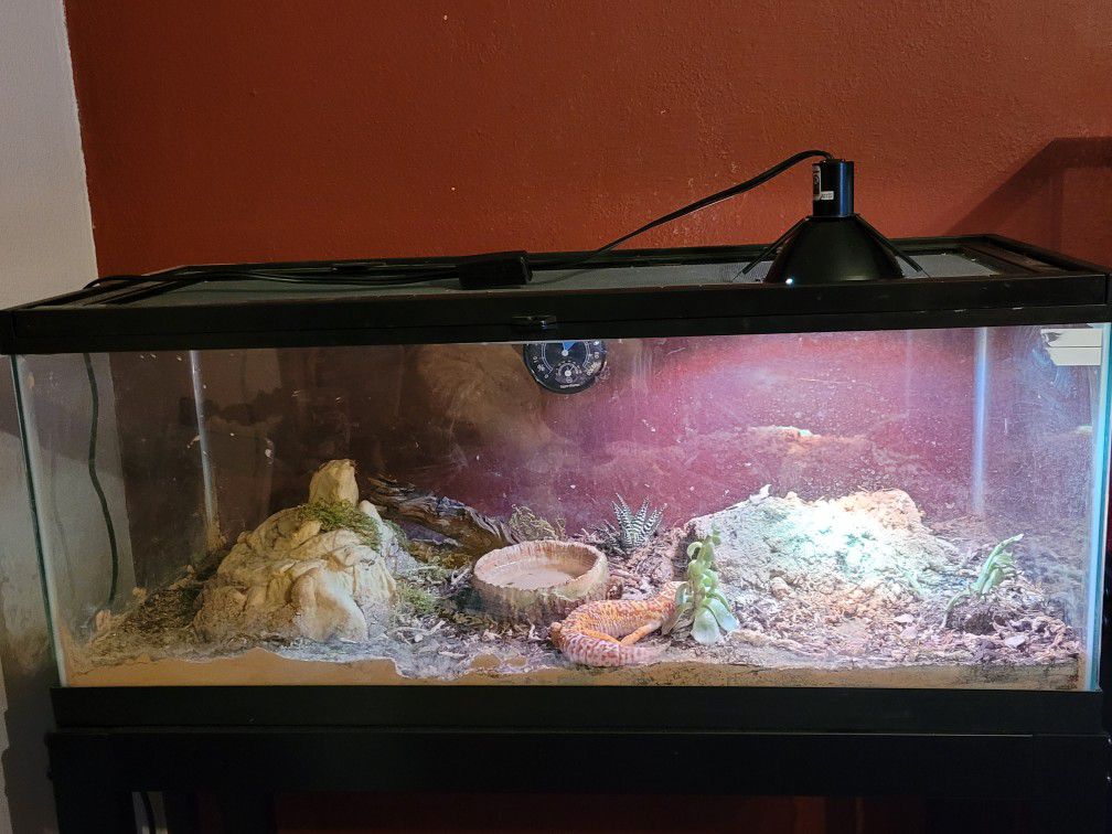 20 Gal Long Terrarium And Stand