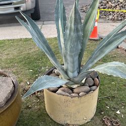 Agave Plant