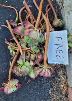 Free Burgundy Color Succulent Aeoniums
