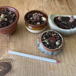 Mini Cacti Or Succulent Pot - $3 Each