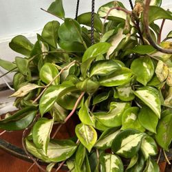 $39 Each Beautiful Hoyas Basket 
