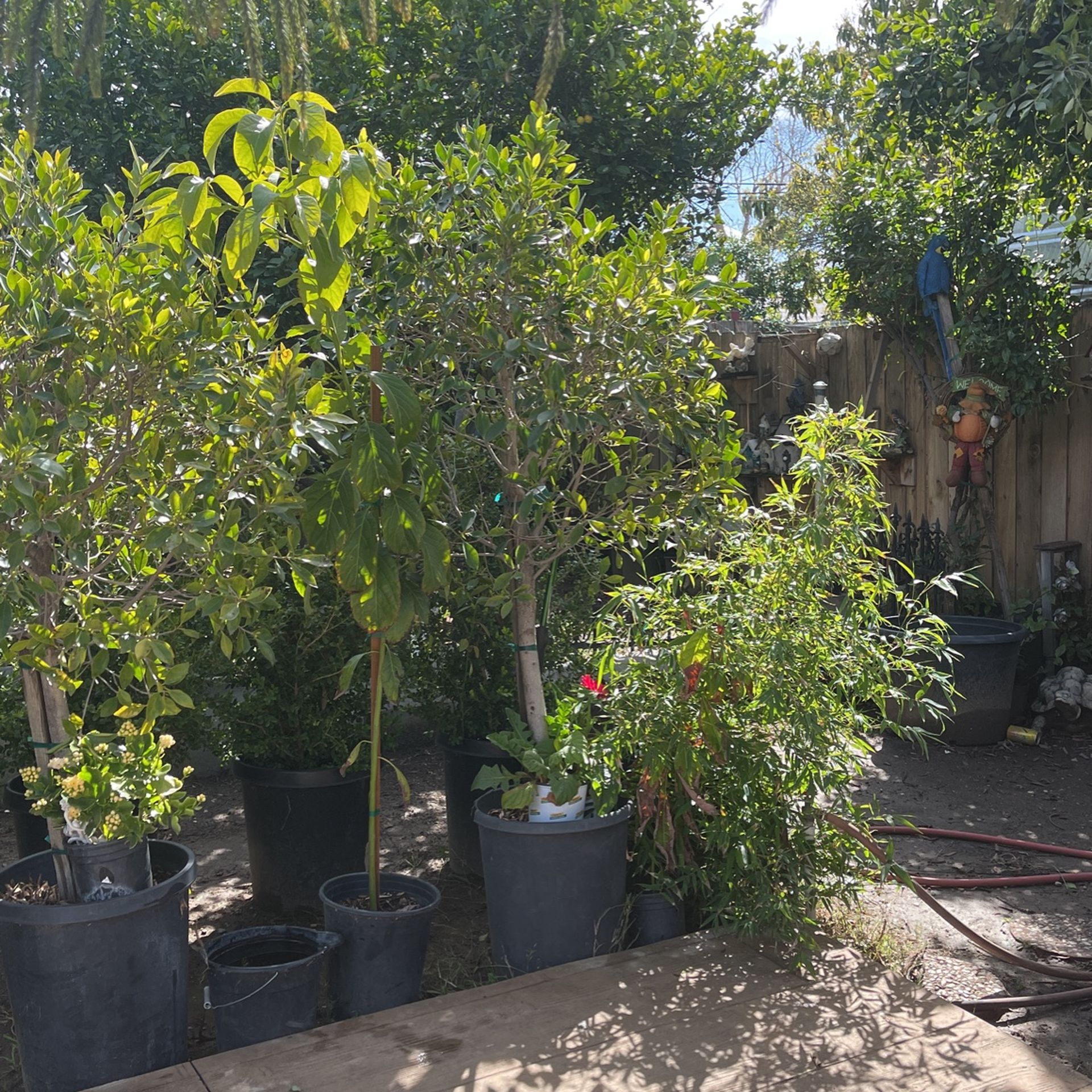 Lollipop Tree (Fiucus , Faicas)