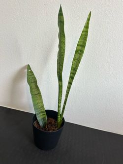 26” propagated snake plant