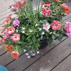 Flowers For Sale,miracle Grow Potted