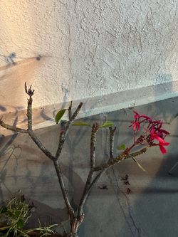 Plumeria pink