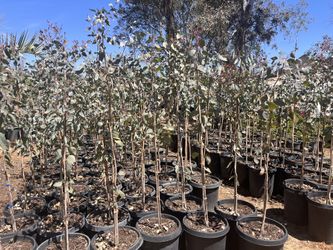 Eucalyptus 