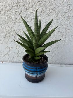 Tower Snake Plant