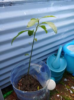 Abocado And Aloe Vera