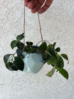 Black Pagoda Lipstick Plant