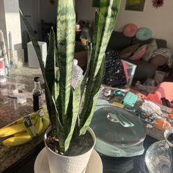 Medium Size snake plant In Pot 