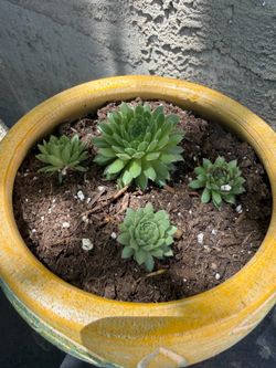 Plant