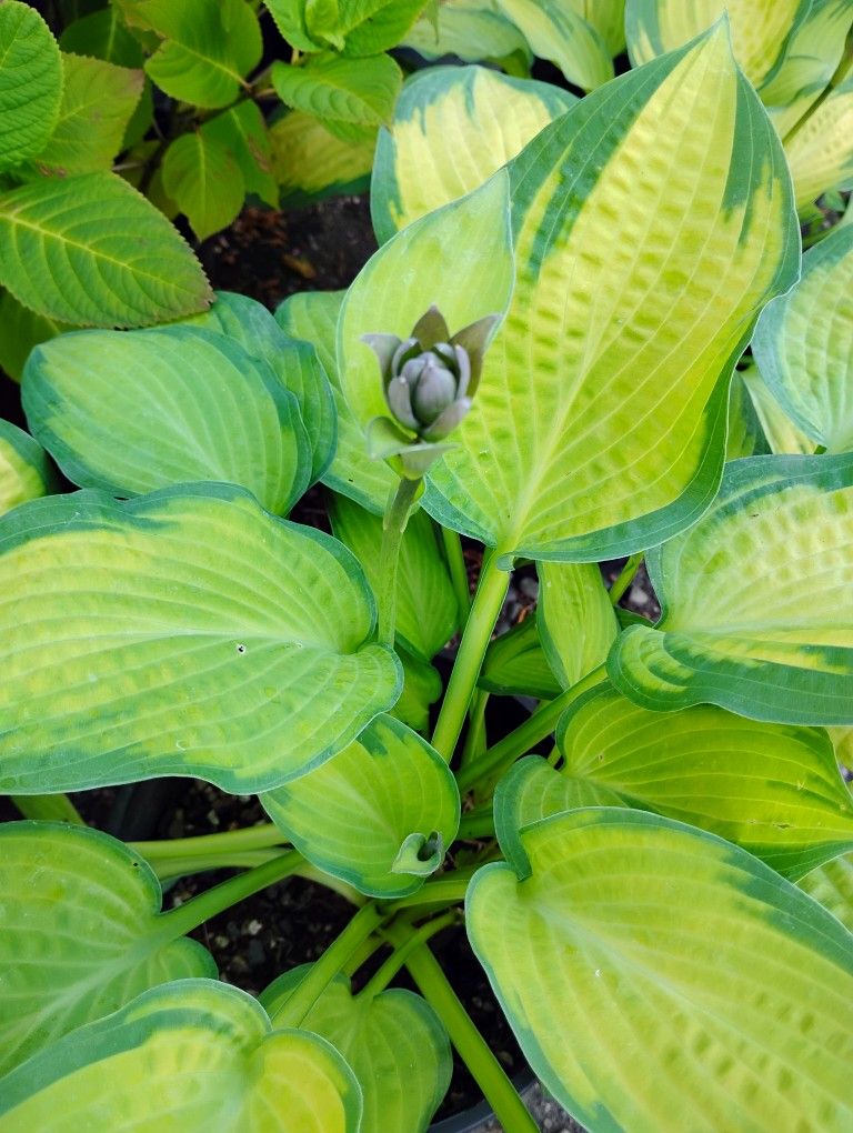 Large Hosta Plant