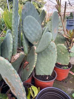 Cactus Plants