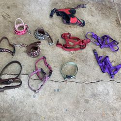 DogLeashes, Harnesses And Collars 