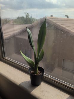 Moonshine Snake plant
