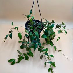Black Pagoda Lipstick Plant