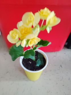planta de begonia $5