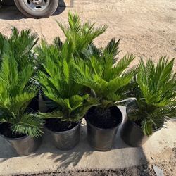 Sagos 🌴 $40.00 each 