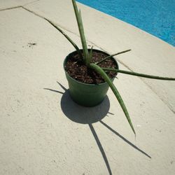 African Spear Sanseviera Cylindrcal Snake Plant $10 -Ship Bareroot $3.50 Or Deltona, Fl Pickup 