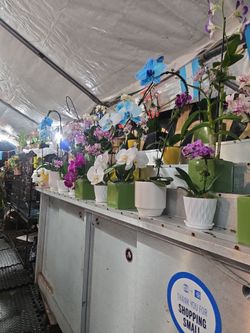 $1 & UP......YARD & BUSSINES SALE ALL MUST GO MAKE OFFER Large selection of Hawaiian orchids...many variety...and plants & fruit trees...EVERYTHING