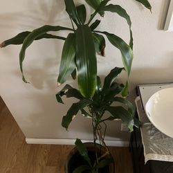 House Plant with Ceramic Pot Beautiful 