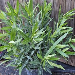 Oleander (Nerium oleander). Live Plants 