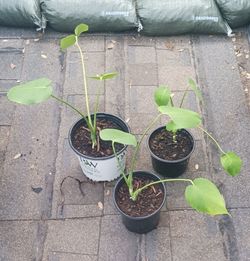 House Plant Sale - Swiss Cheese Plant - MONSTERA DELICIOSA - (Small)