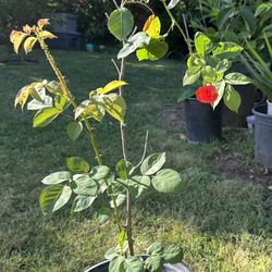 Rose Potted Plant 