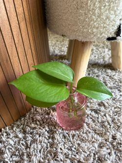 Golden Pothos Plant