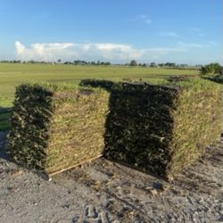 St Augustine Sod 