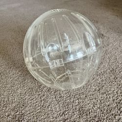 Guinea Pig Exercise Ball