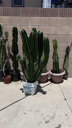 Tall Potted Cactus Cacti Plants Succulent Garden Mexican Fence