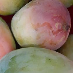 Mangoes 