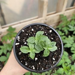 Spicy Globe Basil Starter Plant 