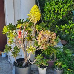 Beautiful Bonsai Aeonium Tricolor Rose Tree In 10 Gal Pot Blooming Now🌸🌼💕

Chậu Sen Đá Hoa Hồng 3 Màu Sắc Đẹp🧨🌼🎋💕