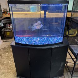 Fish Tank 40 Gallon 