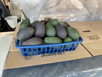 Delicious hazz avocados